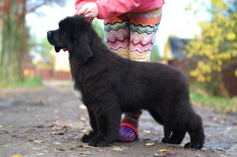 Фото: ньюфаундленд Флюфи Аваланч Лоллипоп