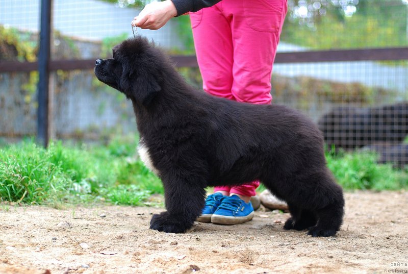 Фото: ньюфаундленд Флюфи Аваланч Литтл Барибал