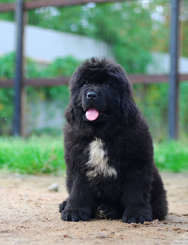 Фото: ньюфаундленд Флюфи Аваланч Летс Данс