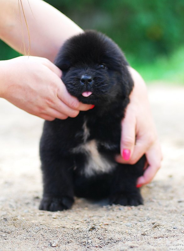 Фото: ньюфаундленд Флюфи Аваланч Лимит из Скай