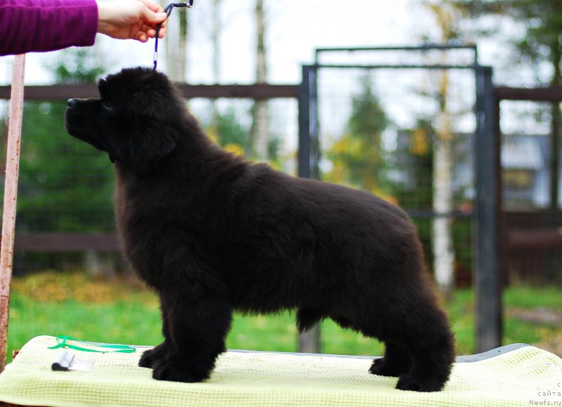 Фото: ньюфаундленд Флюфи Аваланч Мэгги