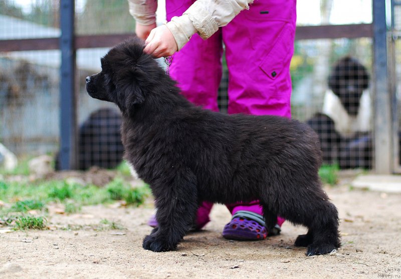 Фото: ньюфаундленд Флюфи Аваланч Молли (Fluffy Avalanch Molly)