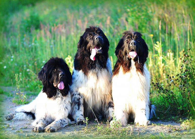 Фотография № 231183