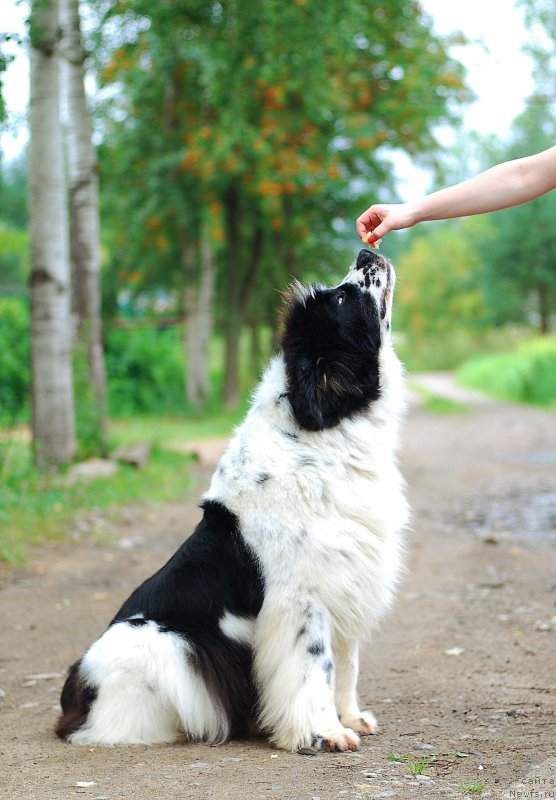 Фотография № 231187