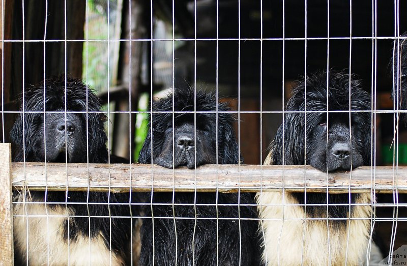 Фотография № 231189