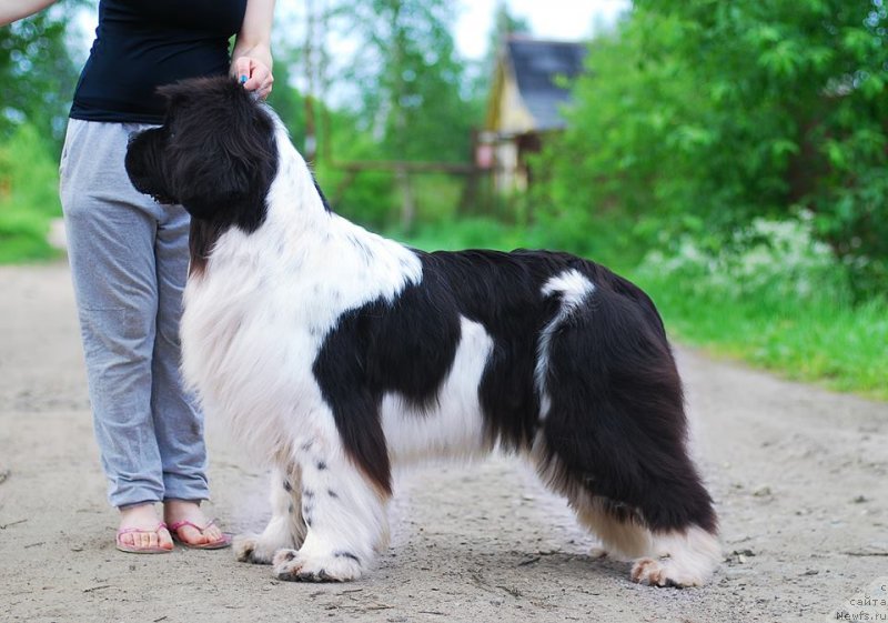 Фото: ньюфаундленд Флюфи Аваланч Цунами (Fluffy Avalanche Cunami)