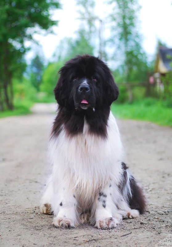 Фото: ньюфаундленд Флюфи Аваланч Цунами (Fluffy Avalanche Cunami)