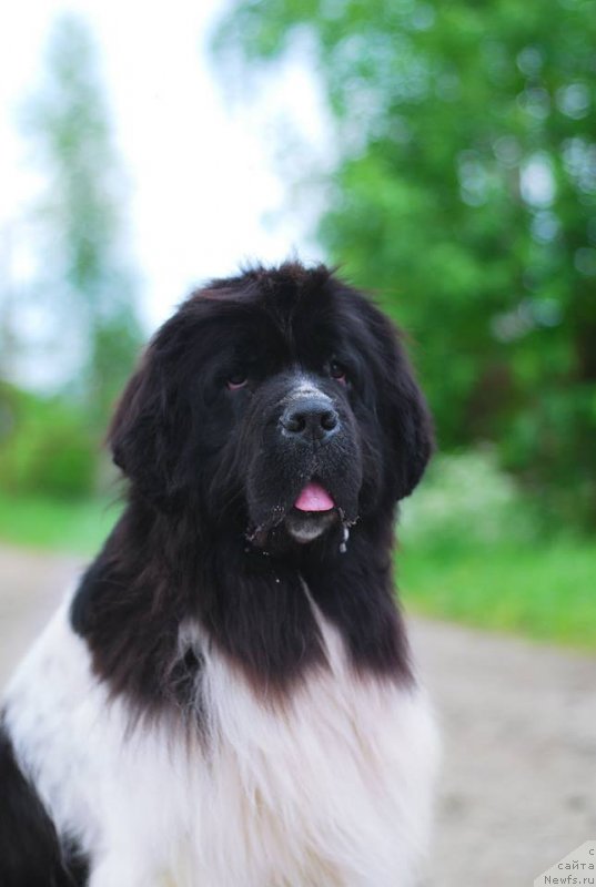 Фото: ньюфаундленд Флюфи Аваланч Цунами (Fluffy Avalanche Cunami)