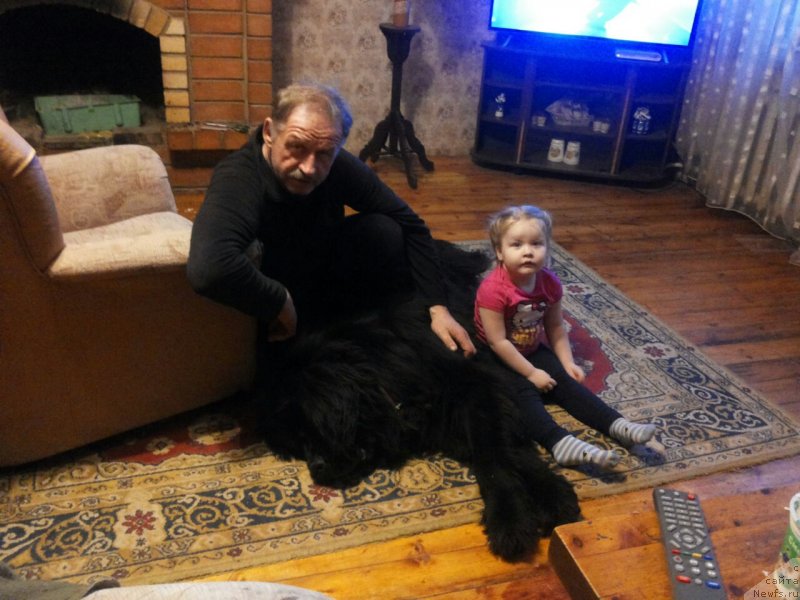 Фото: ньюфаундленд Прекрасный Принц из Коврова