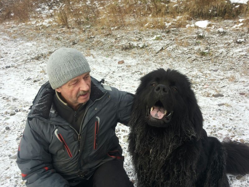 Фото: ньюфаундленд Прекрасный Принц из Коврова