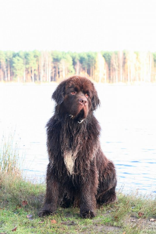 Фото: ньюфаундленд Браунблад МСК Абрамс-Стронг (Brownblood MSK Abrams-Strong)