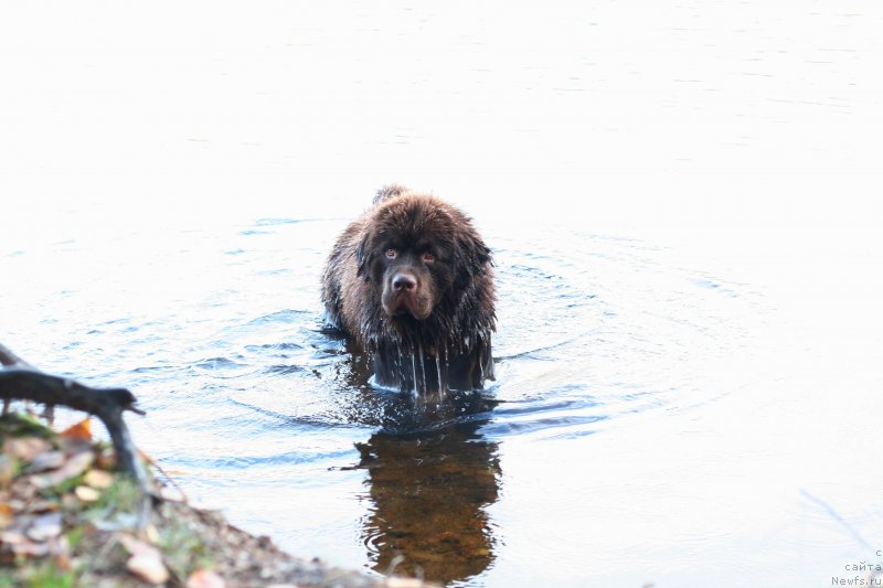 Фото: ньюфаундленд Браунблад МСК Абрамс-Стронг (Brownblood MSK Abrams-Strong)
