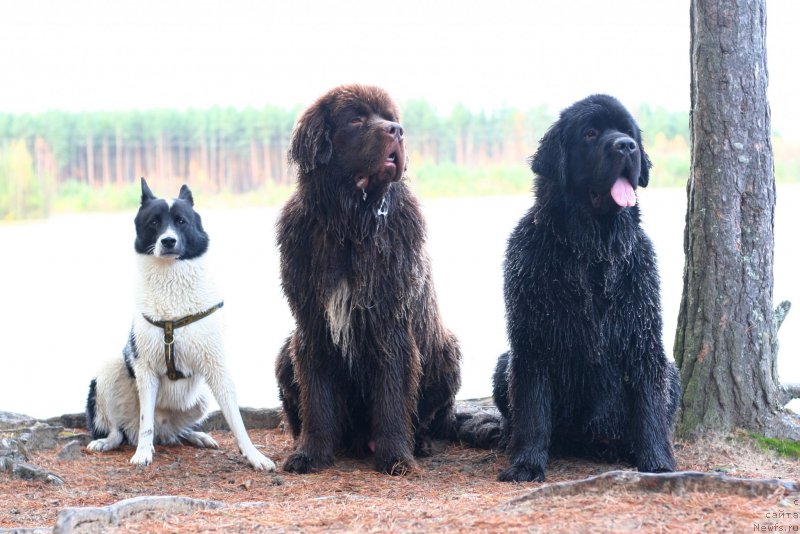 Фото: Фортис, ньюфаундленд Браунблад МСК Абрамс-Стронг (Brownblood MSK Abrams-Strong), ньюфаундленд Черная Мафия Бекаусе И Ам Вортх Ит (Chernaya Mafia Because I Am Worth It)