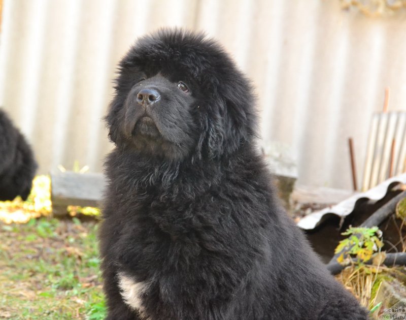 Фото: ньюфаундленд Талисман Моря Изумрудная Волна