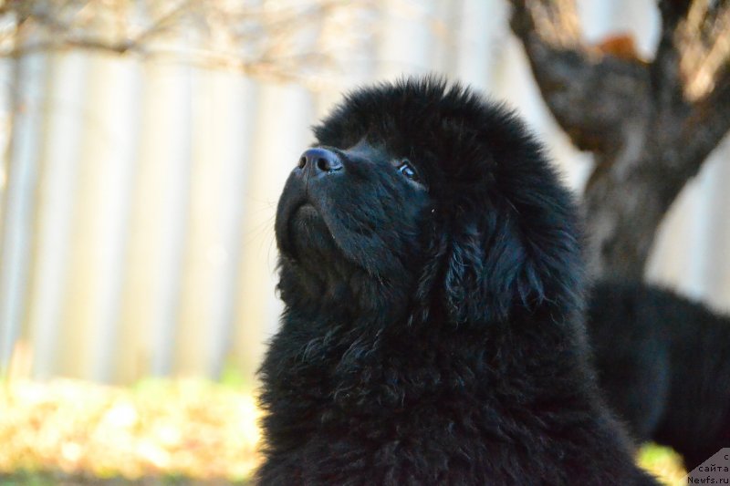 Фото: ньюфаундленд Талисман Моря Изумрудная Волна