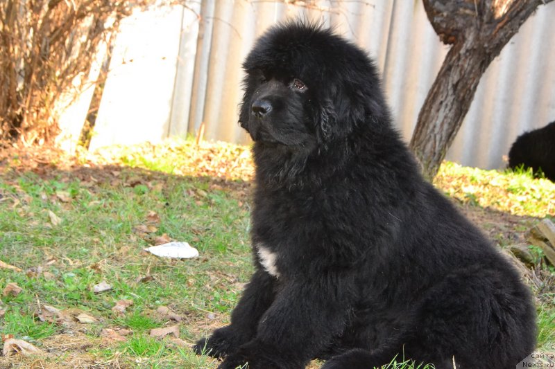 Фото: ньюфаундленд Талисман Моря Изумрудная Волна