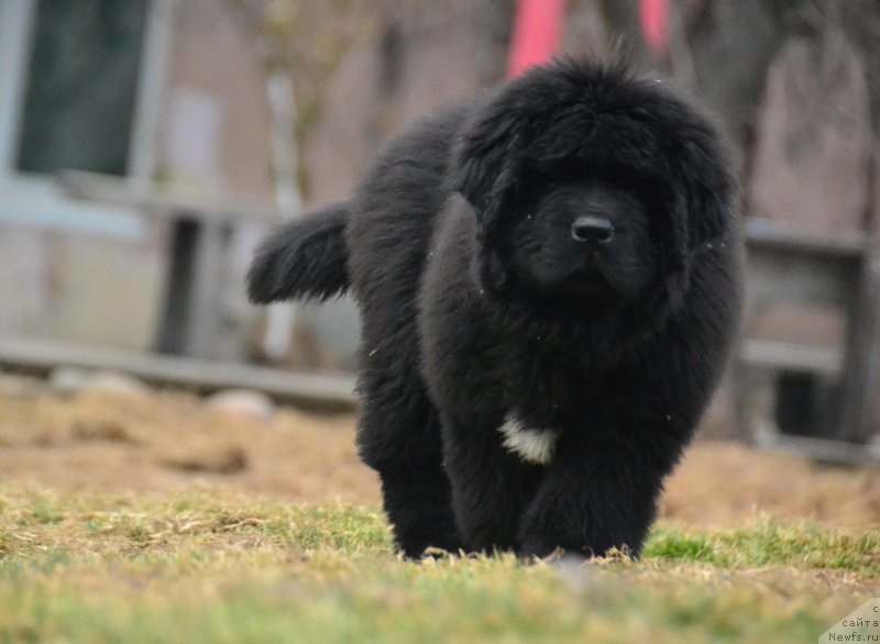 Фото: ньюфаундленд Талисман Моря Изумрудная Волна