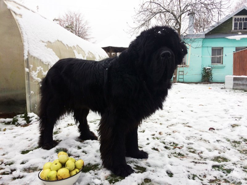 Фотография № 231217