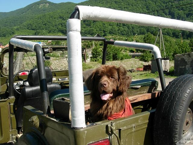 Фото: ньюфаундленд Лесная Сказка Изабелла