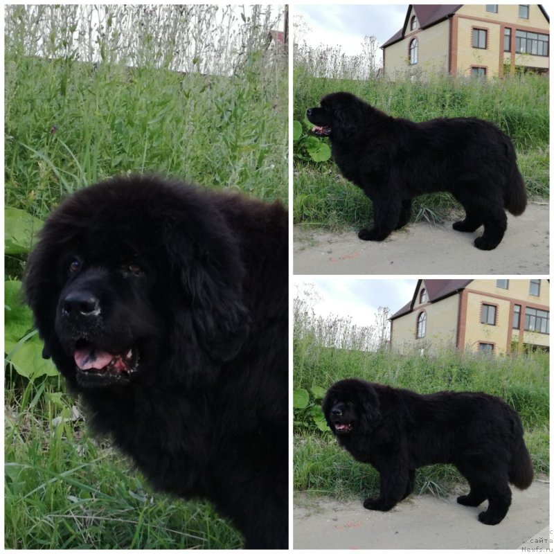 Фото: ньюфаундленд Рафаэлла Бриллианс Черная Жемчужина
