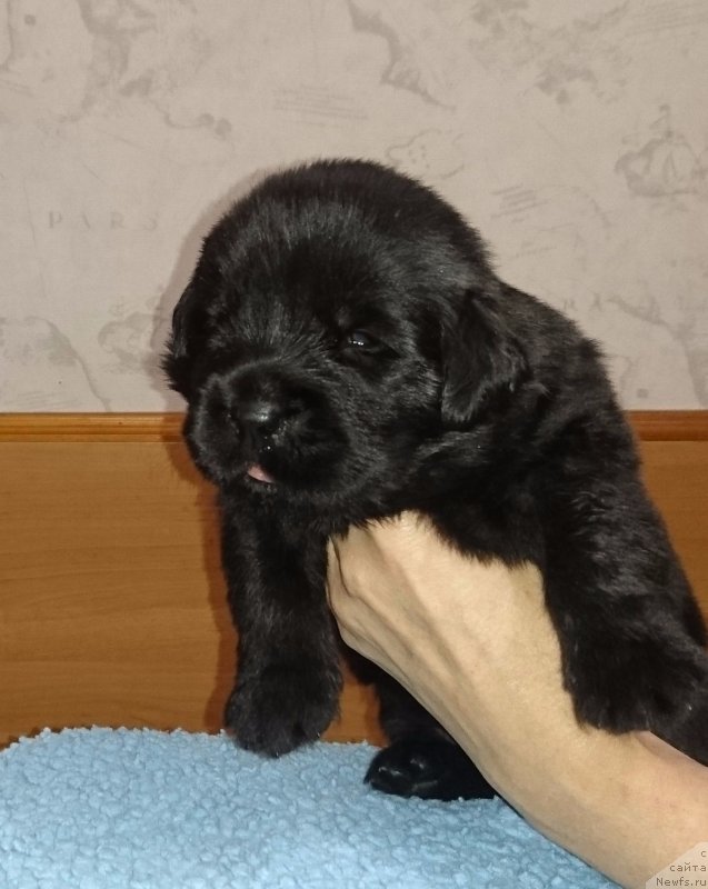 Фото: ньюфаундленд Штормовая Волна из Племени Кедра