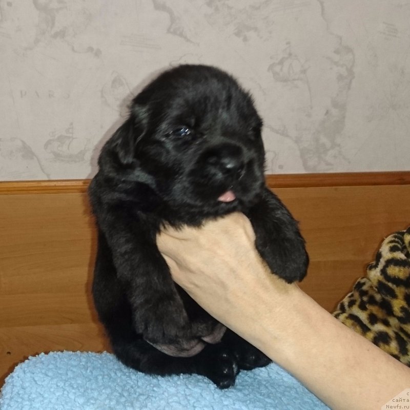 Фото: ньюфаундленд Штормовая Волна из Племени Кедра