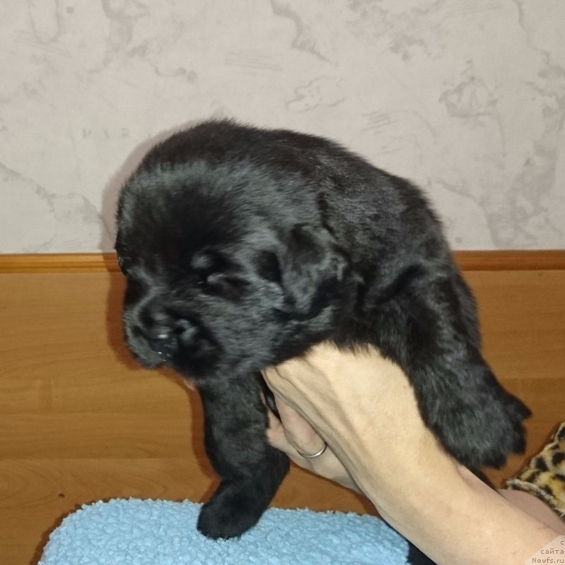 Фото: ньюфаундленд Штормовая Волна из Племени Кедра