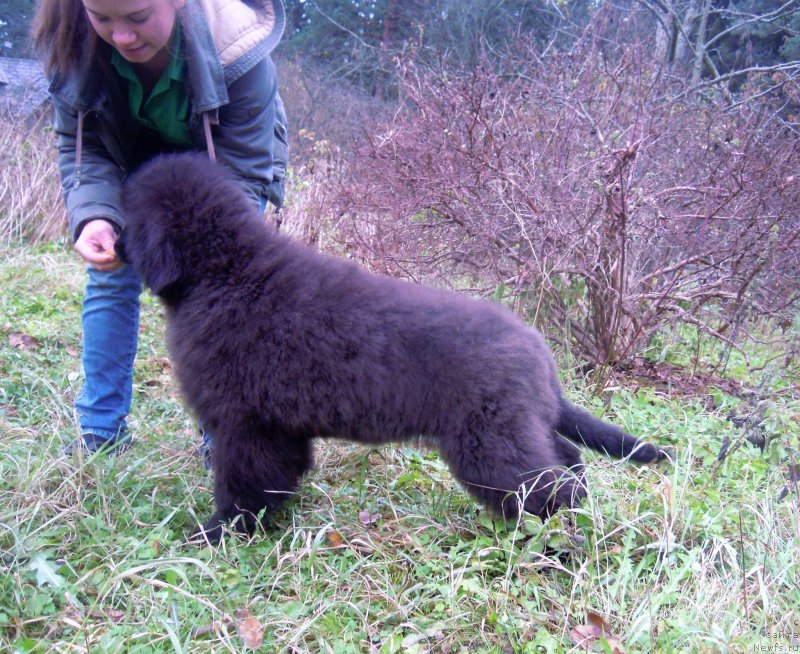 Фото: ньюфаундленд Альфа Дар Окса Зазноба