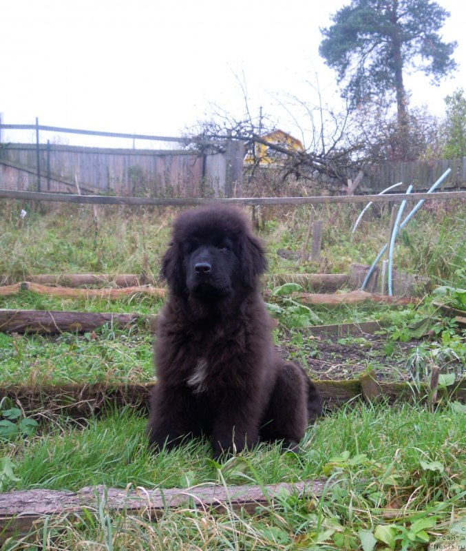 Фото: ньюфаундленд Альфа Дар Окса Зазноба