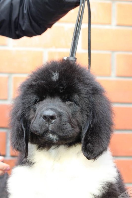 Фото: ньюфаундленд Супер Премиум Юнкерс