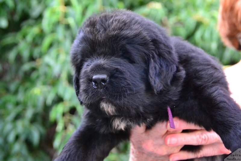 Фото: ньюфаундленд Талисман Моря Инфинити