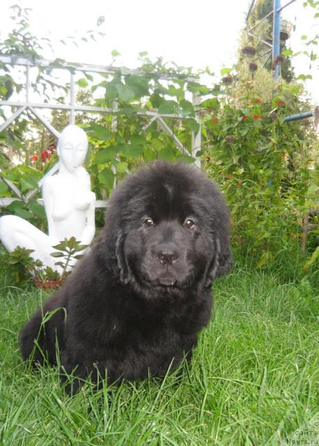 Фото: ньюфаундленд Элегия Моря