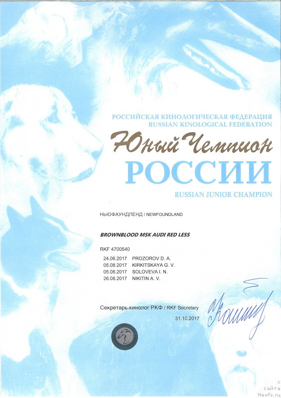 Фото: ньюфаундленд Браунблад МСК Ауди Рэд Лэсс (Brownblood MSK Audi Red Less)