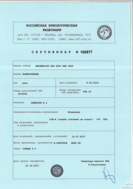 Фото: ньюфаундленд Браунблад МСК Ауди Рэд Лэсс (Brownblood MSK Audi Red Less)