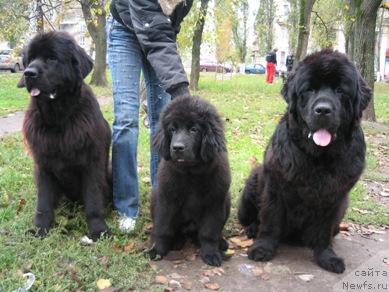 Фото: ньюфаундленд Отрада Моя от Сибирского Медведя, ньюфаундленд Элегия Моря, ньюфаундленд Талула Белл (Talula Bell)