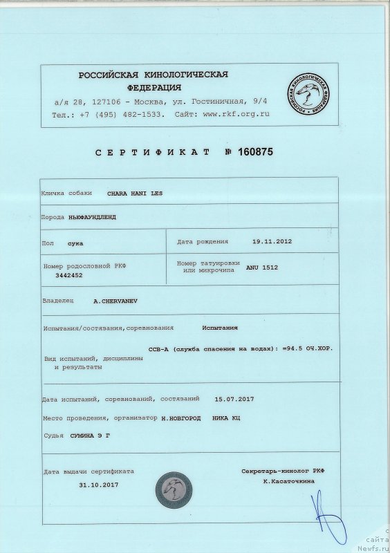 Фото: ньюфаундленд Чара Хани Лес (Chara Hani Les)