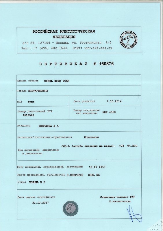 Фото: ньюфаундленд Николь Голд Стар (Nikol Gold Star)