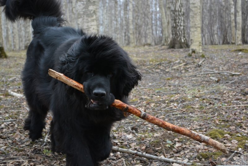 Фото: ньюфаундленд Плюшевая Панда Диорелла