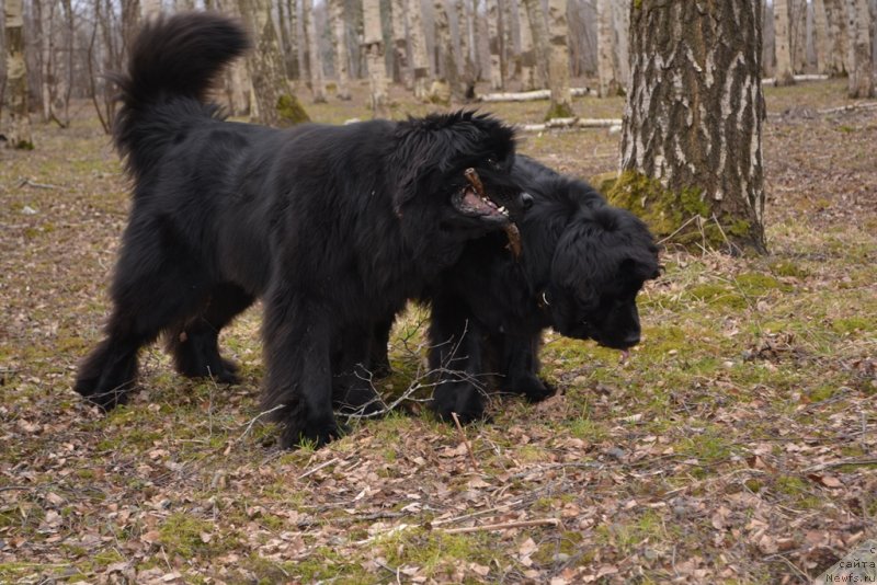Фото: ньюфаундленд Плюшевая Панда Диорелла