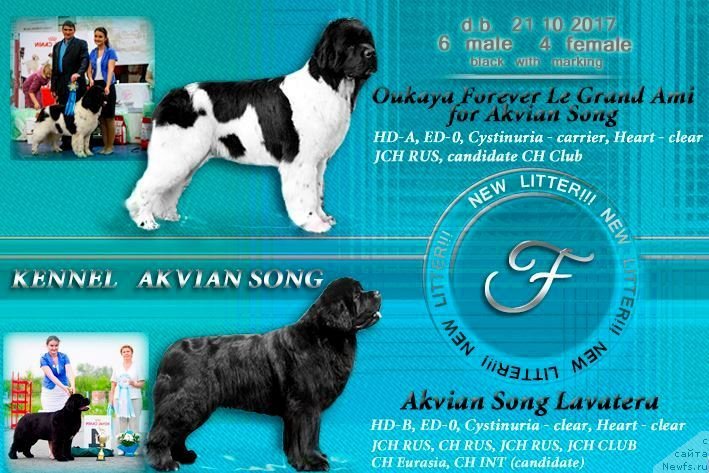Фото: ньюфаундленд Oukaya Forever Le Grand Ami for-Akvian Song, ньюфаундленд Аквиан Сонг Лаватера (Akvian Song Lavatera)