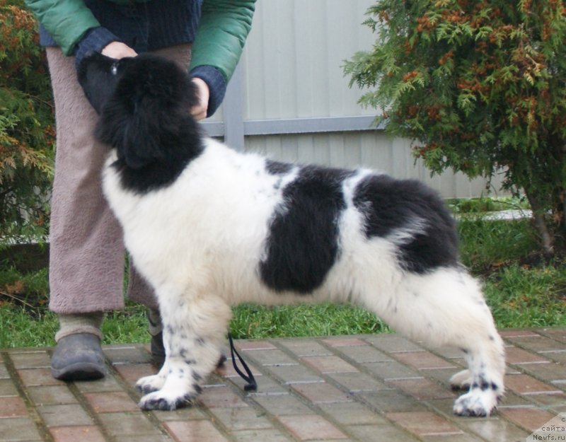 Фото: ньюфаундленд Сноу Викинг Белла