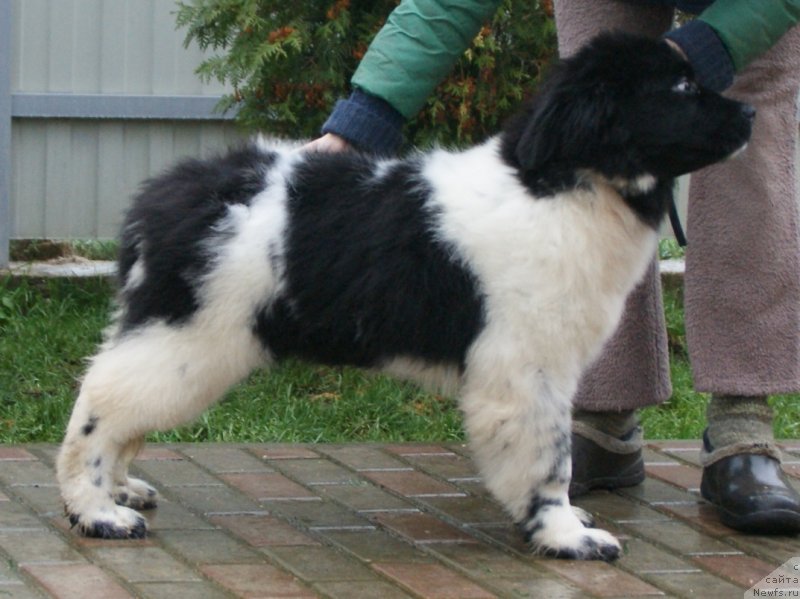 Фото: ньюфаундленд Сноу Викинг Белла