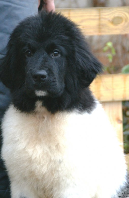 Фото: ньюфаундленд Сноу Викинг Белла