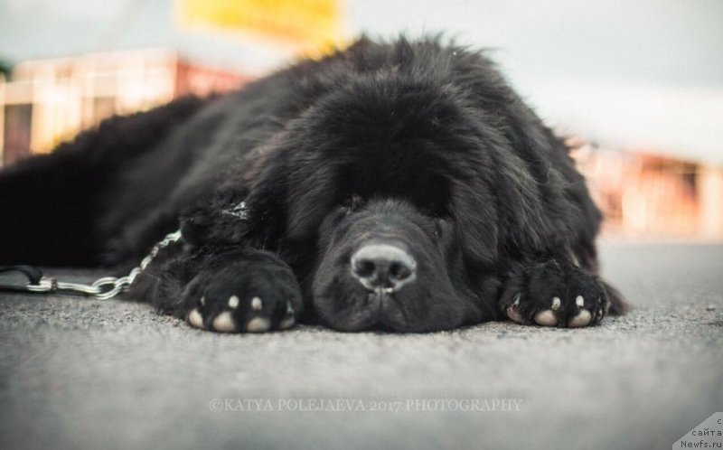 Фотография № 231295