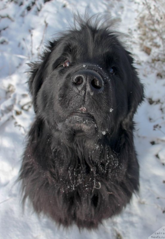 Фото: ньюфаундленд Донатс Прайд Бэт Мидлер