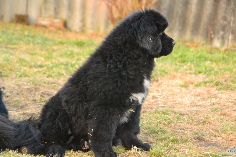 Фото: ньюфаундленд Талисман Моря Инфинити