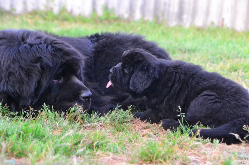 Фото: ньюфаундленд Талисман Моря Ла-Валетта, ньюфаундленд Талисман Моря Инфинити