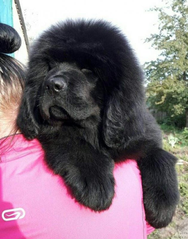 Фото: ньюфаундленд Люси Мод Монтгомери (Lucy Maud Montogomery)