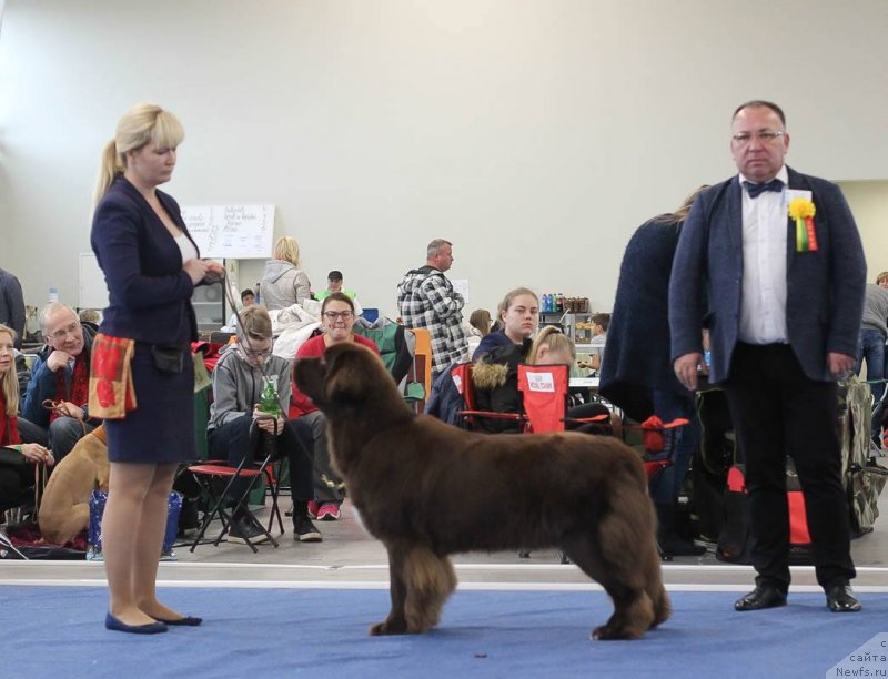 Фото: ньюфаундленд Браунблад МСК Альпина Гуардиан Соул (Brownblood MSK Alpina Guardian Soul)