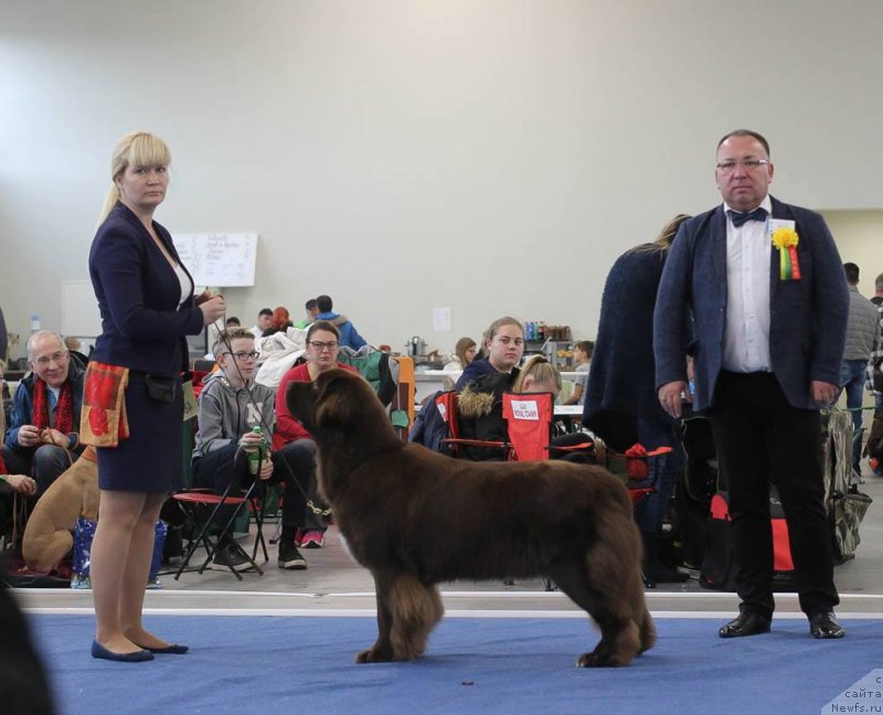 Фото: ньюфаундленд Браунблад МСК Альпина Гуардиан Соул (Brownblood MSK Alpina Guardian Soul)